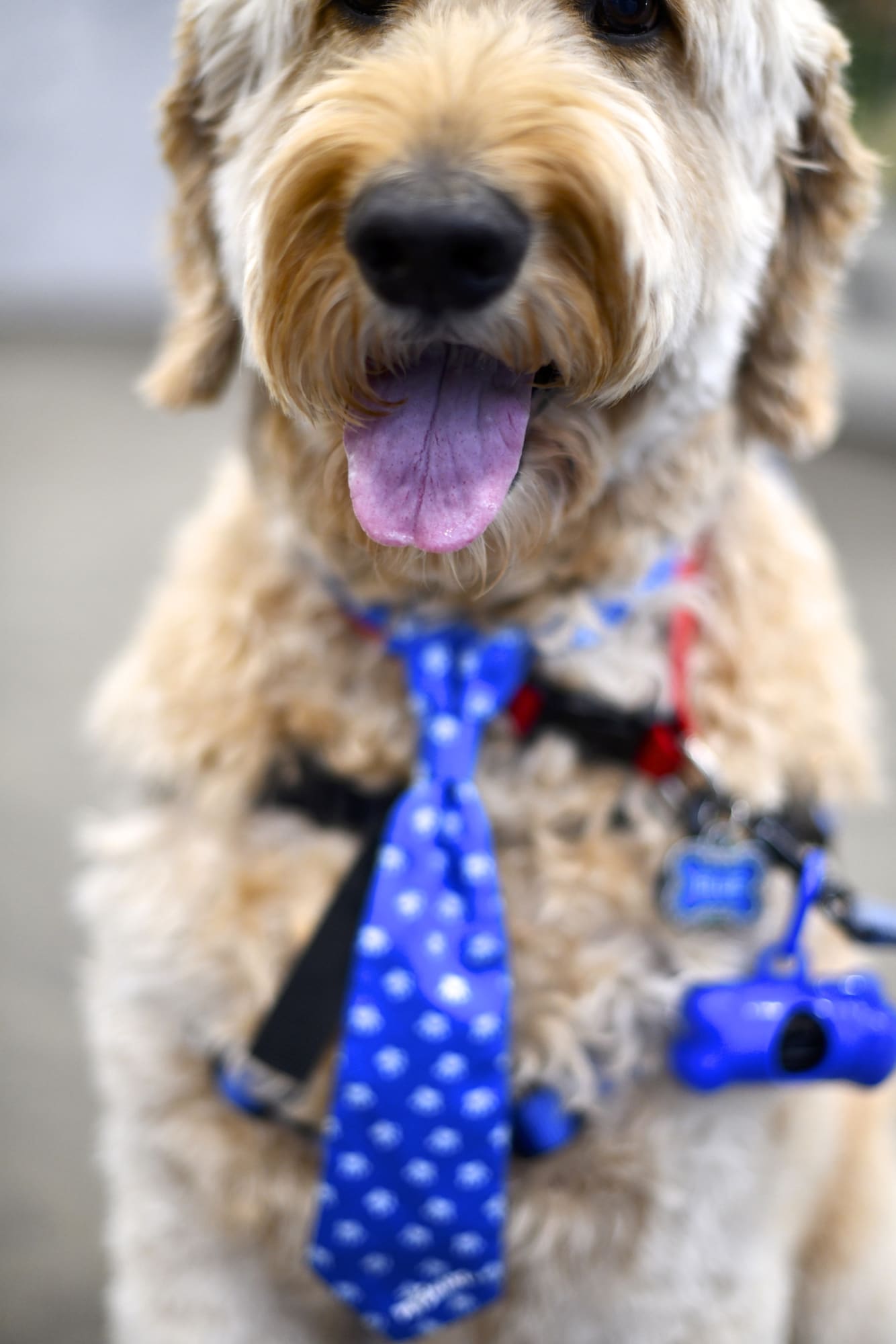 2021 National Dog Show Therapy Dog Symposium held Tuesday