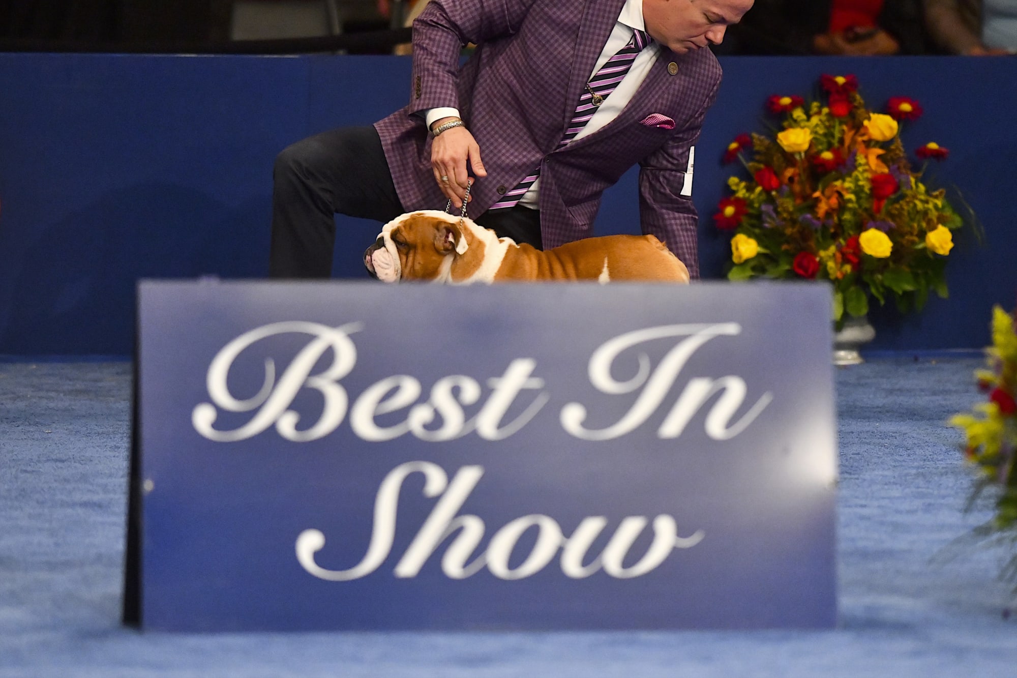 National Dog Show winners A 20th anniversary look back
