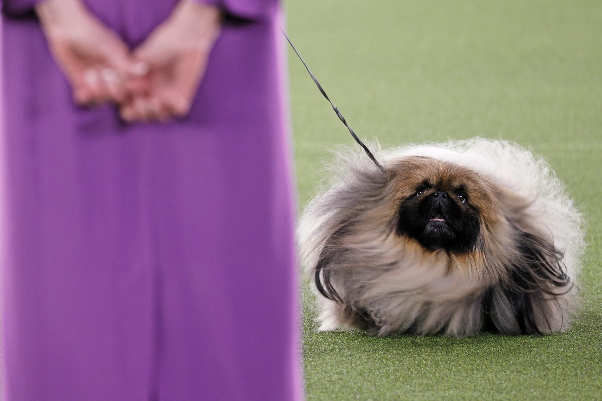 2021 Westminster Kennel Club Canine Exhibit effects: Who gained?