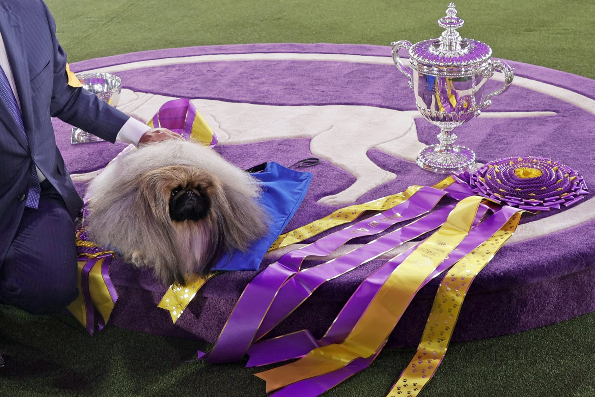 Westminster Kennel Club Dog Show How to watch