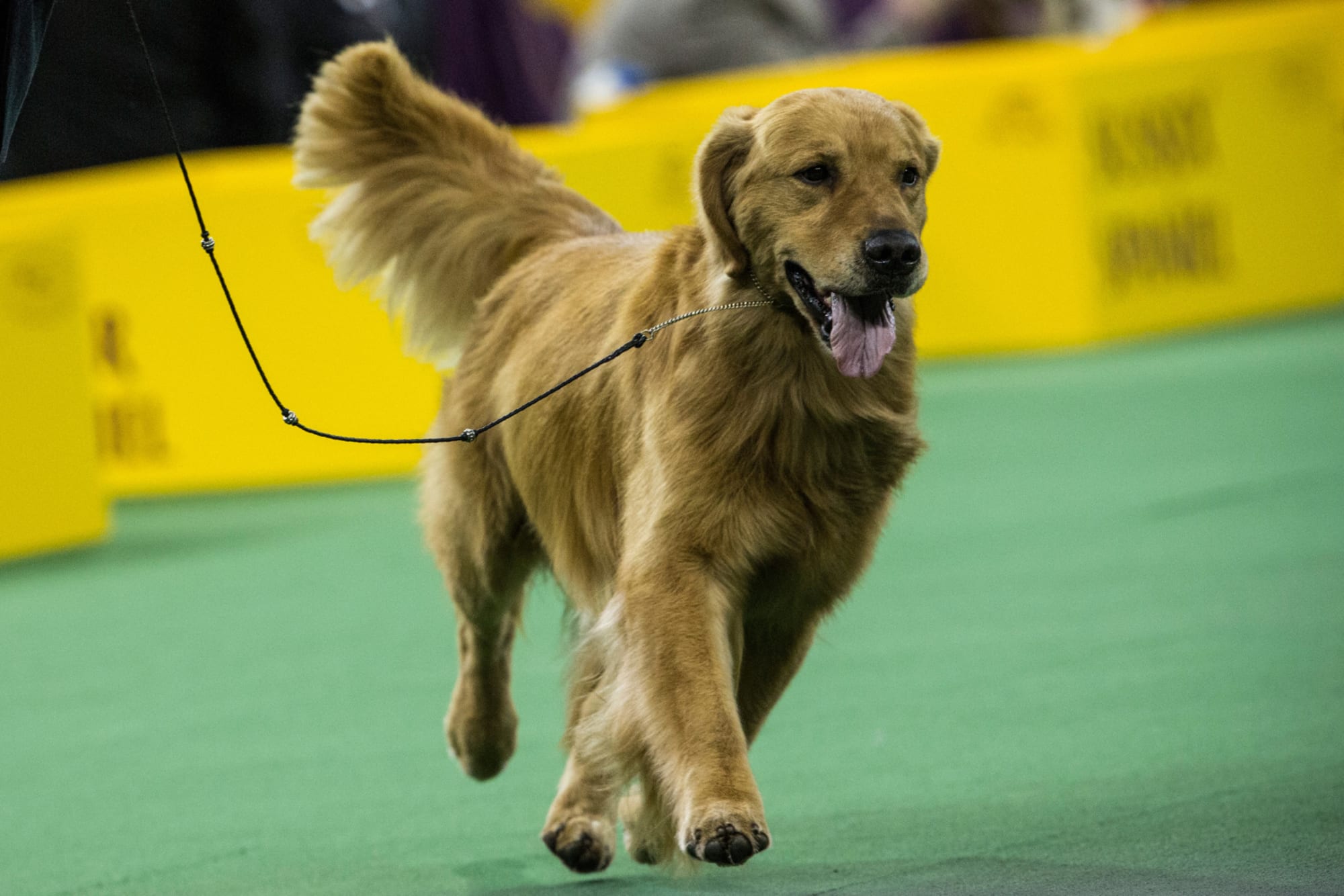 Dog shows 101 Everything you need to know about conformation