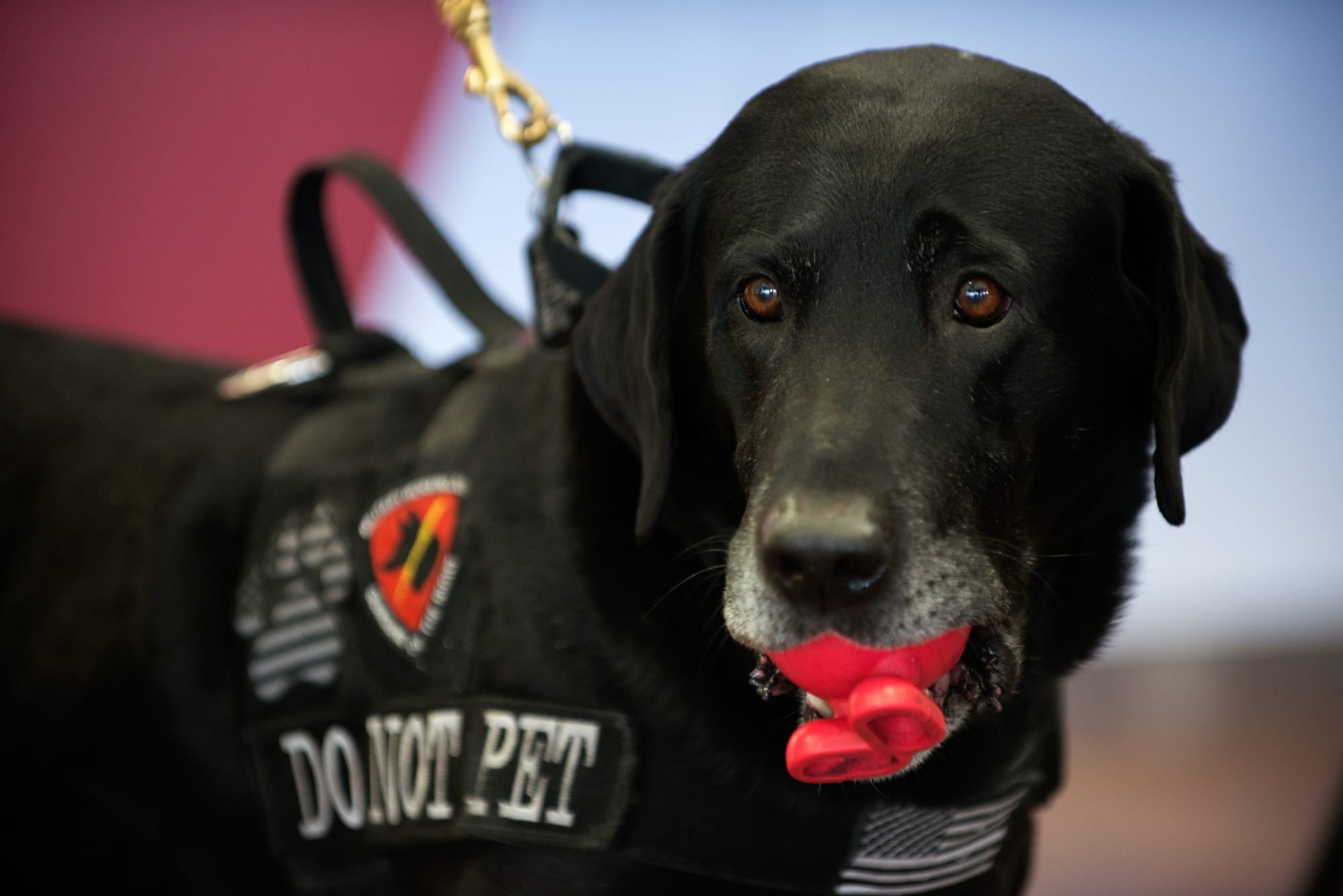 tsa-shares-pictures-of-their-canine-officers-in-the-holiday-spirit