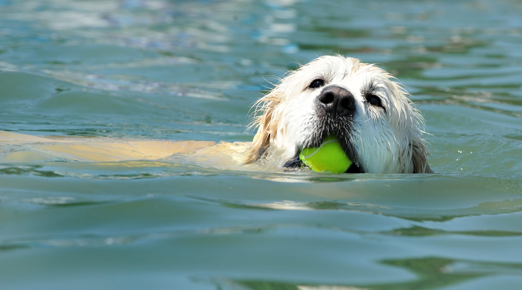 5 dog breeds that actually love to get in the water and swim