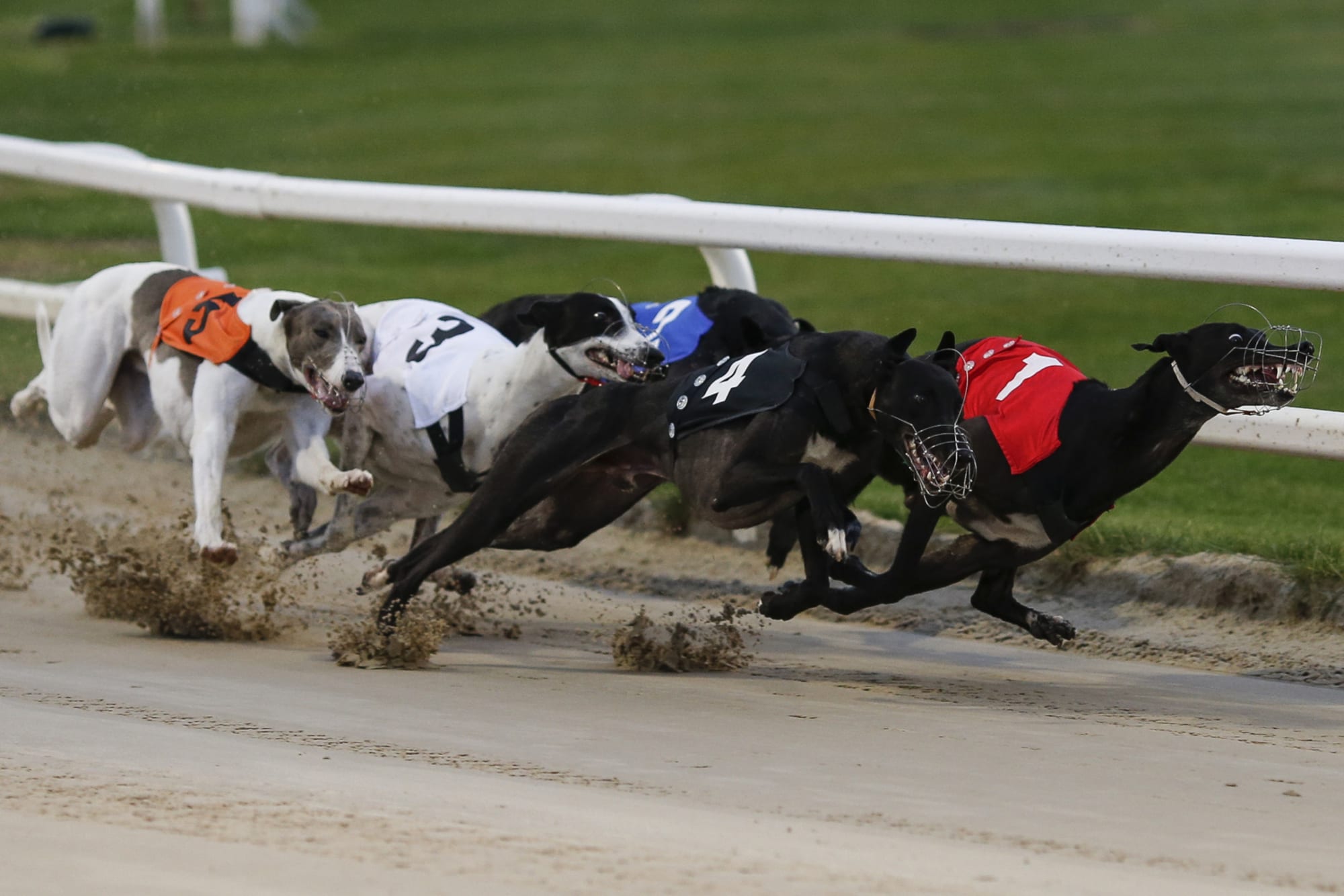 Florida midterm voters outlaw greyhound racing by 2021