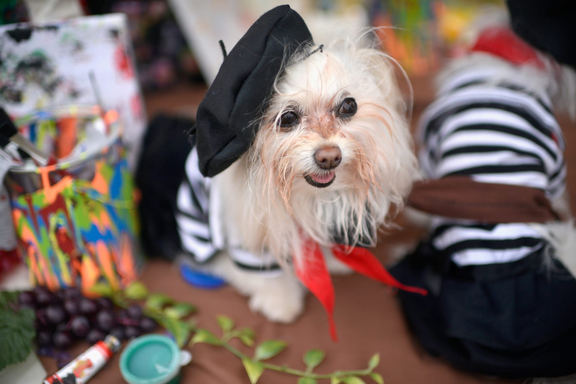 Our favorite PetSmart Halloween costumes  Dog of the Day