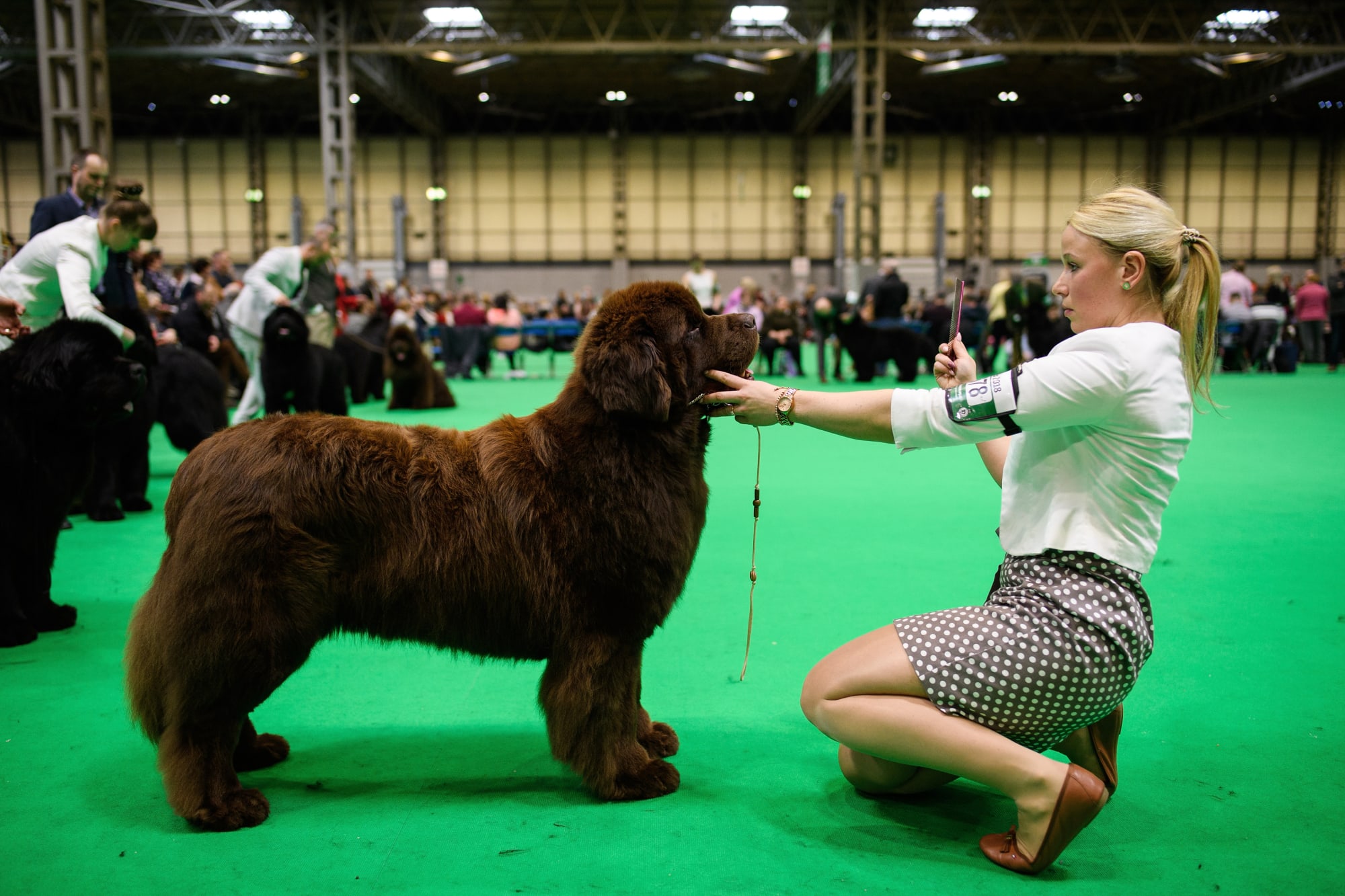Breeds 101 Meet the Newfoundland Dog of the Day