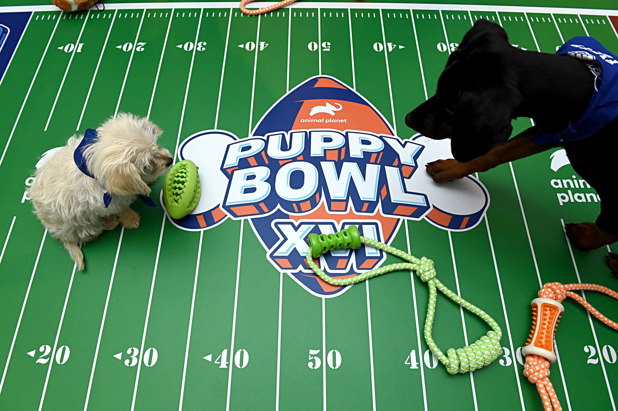 Puppy Bowl 2023 time, date and how to watch