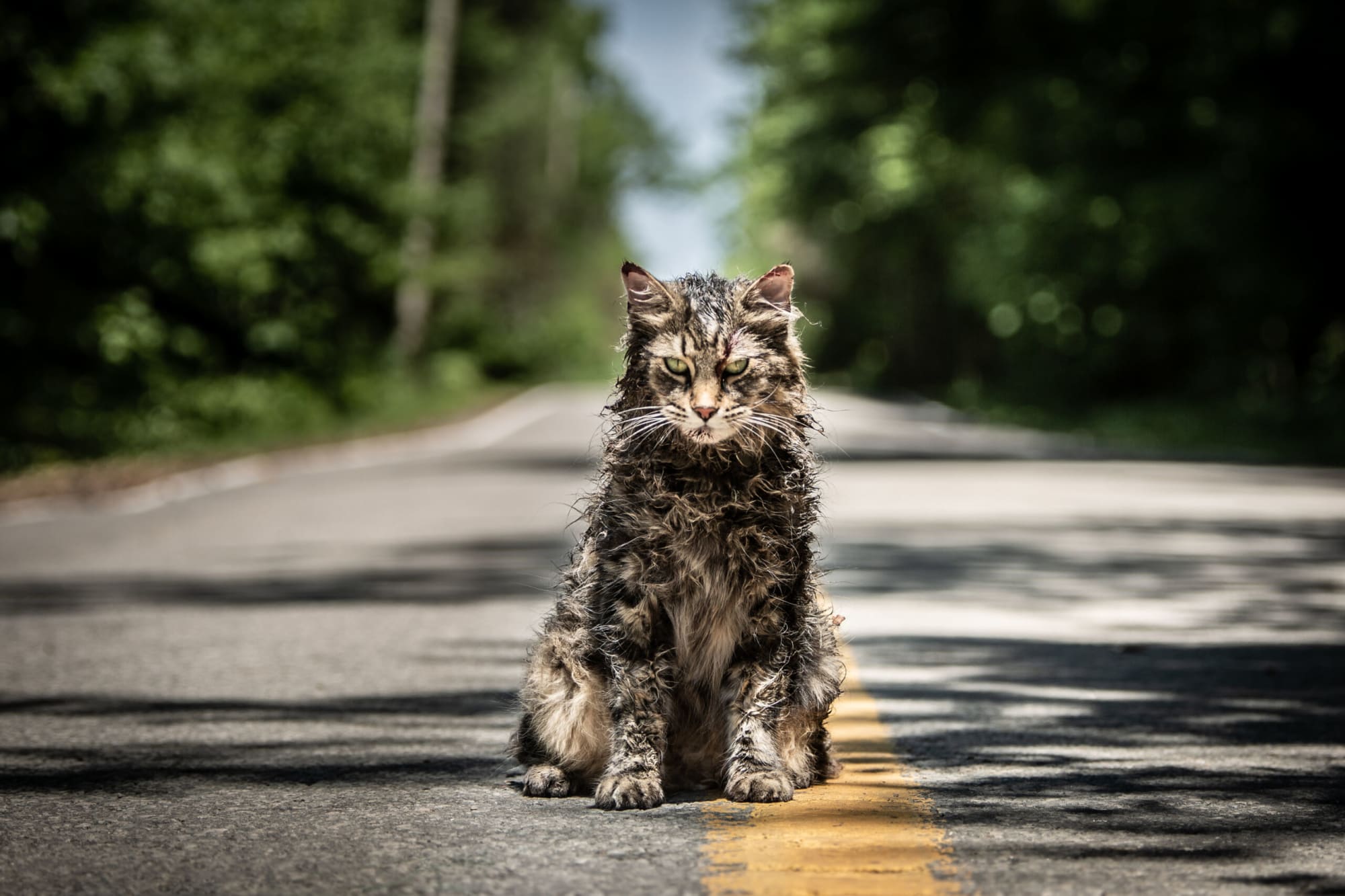 Pet Sematary Bloodlines release date and everything we know