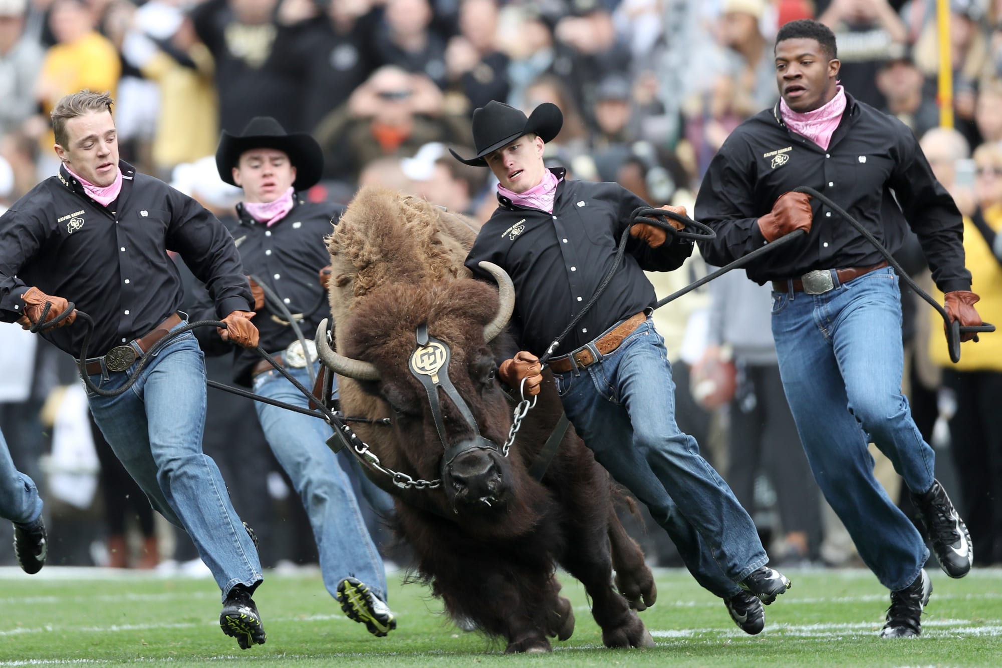 Colorado Buffaloes Rise to 19 in Associated Press Poll