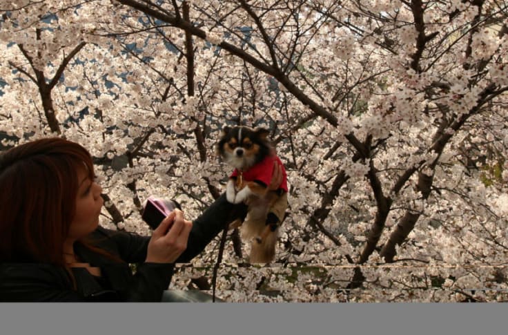 cherry blossom poisonous dogs