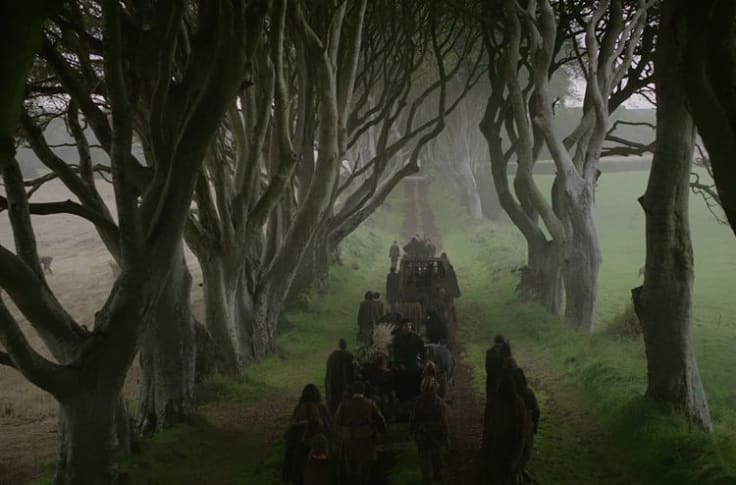 The Dark Hedges As Seen On Game Of Thrones Are Dying