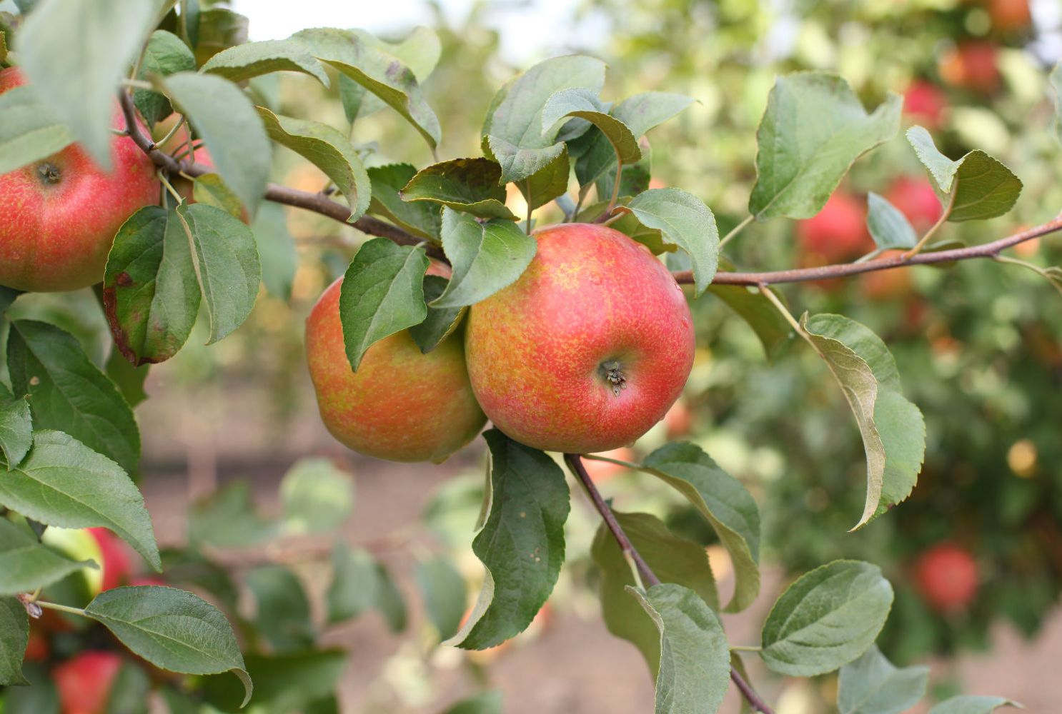 Large Honeycrisp Apple Nutrition Facts Besto Blog