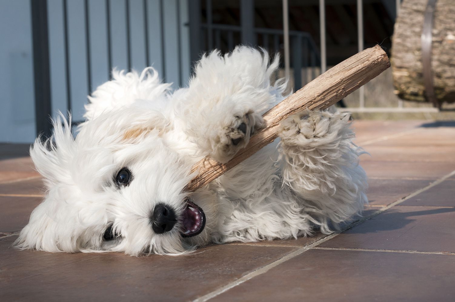 best toys for dogs who like to chew