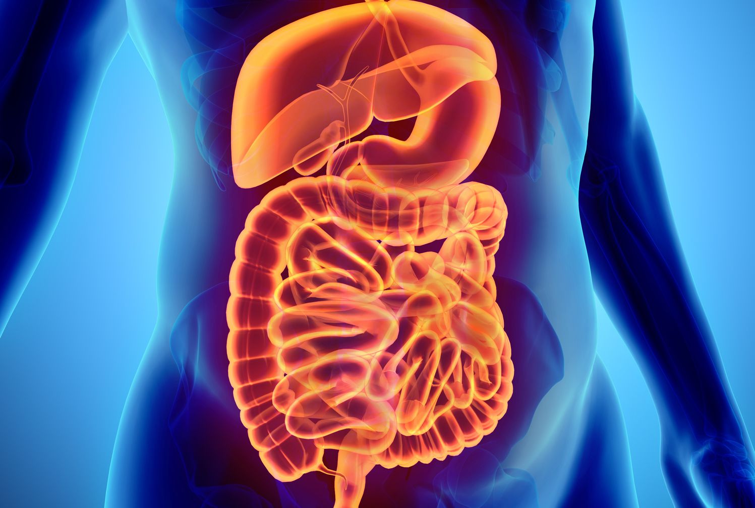 12 Facts About Your Digestive System | Mental Floss