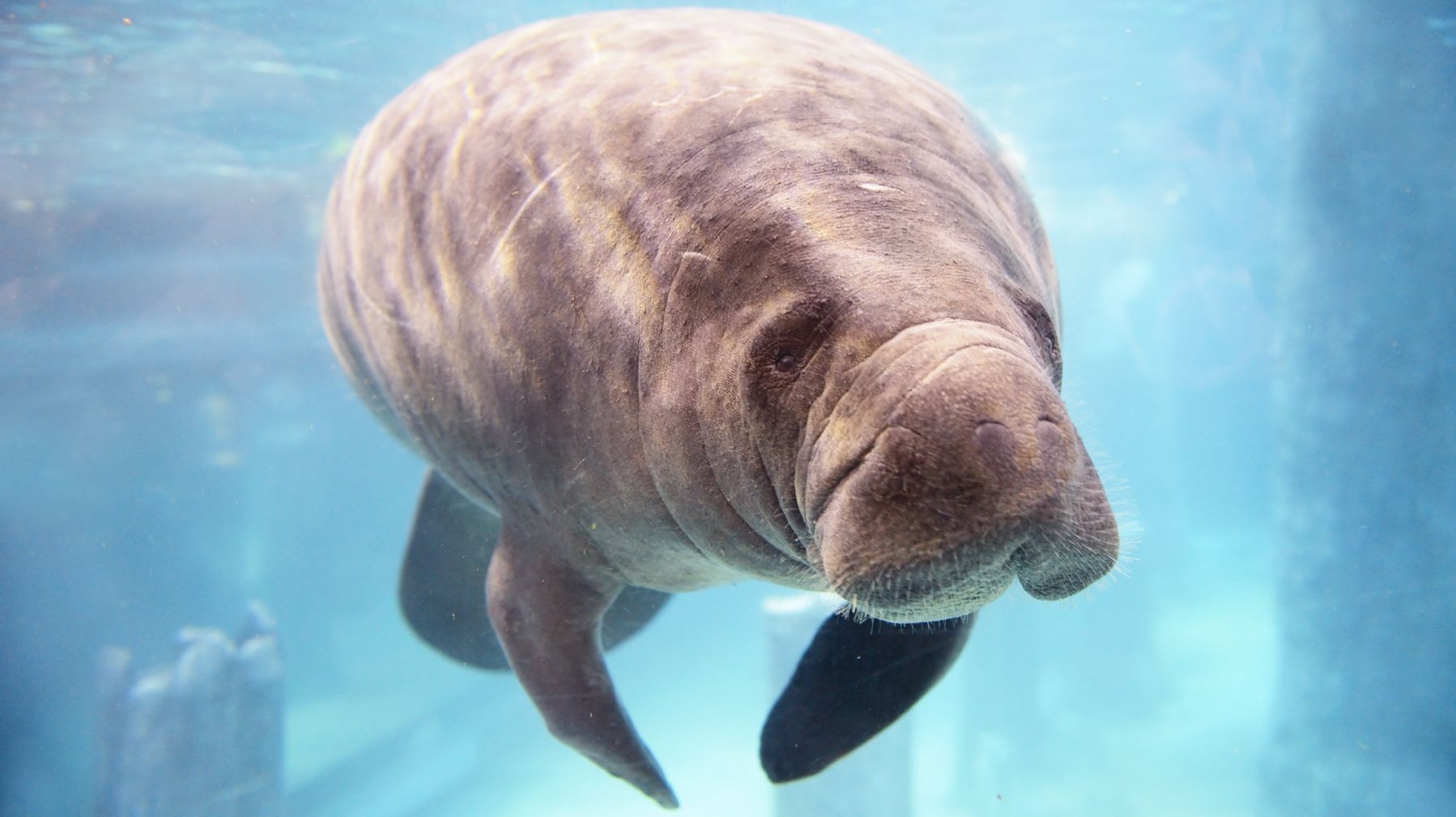 12 Surprising Facts About Manatees | Mental Floss