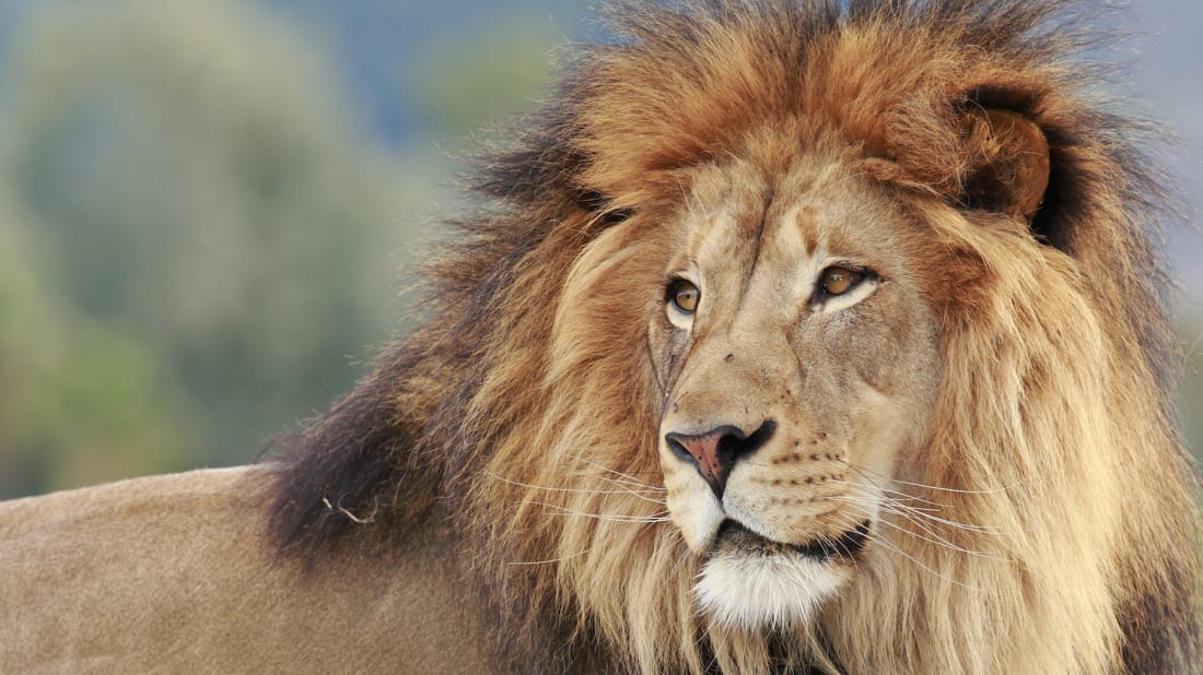 Why Do Male Lions Have Manes? | Mental Floss