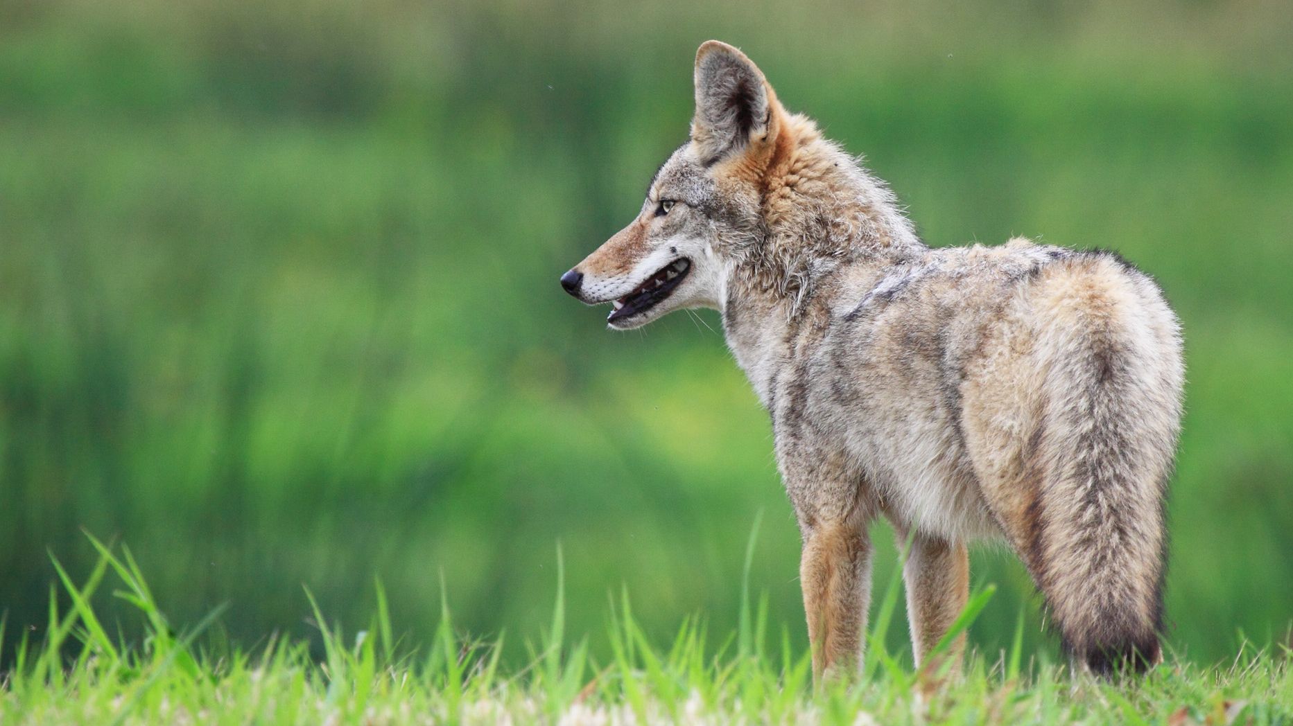 10 Wily Facts About Coyotes