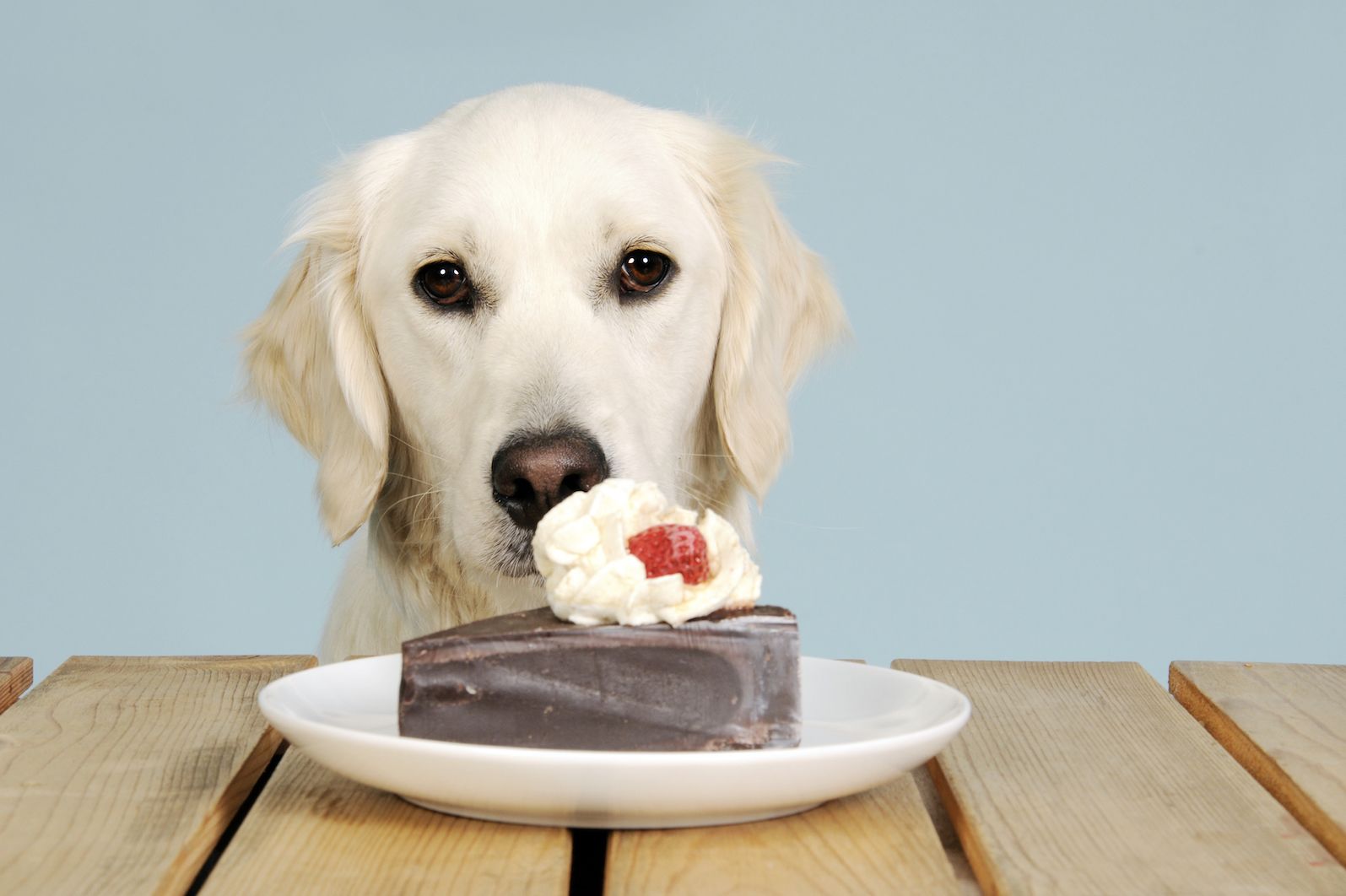 what does chocolate do to dogs