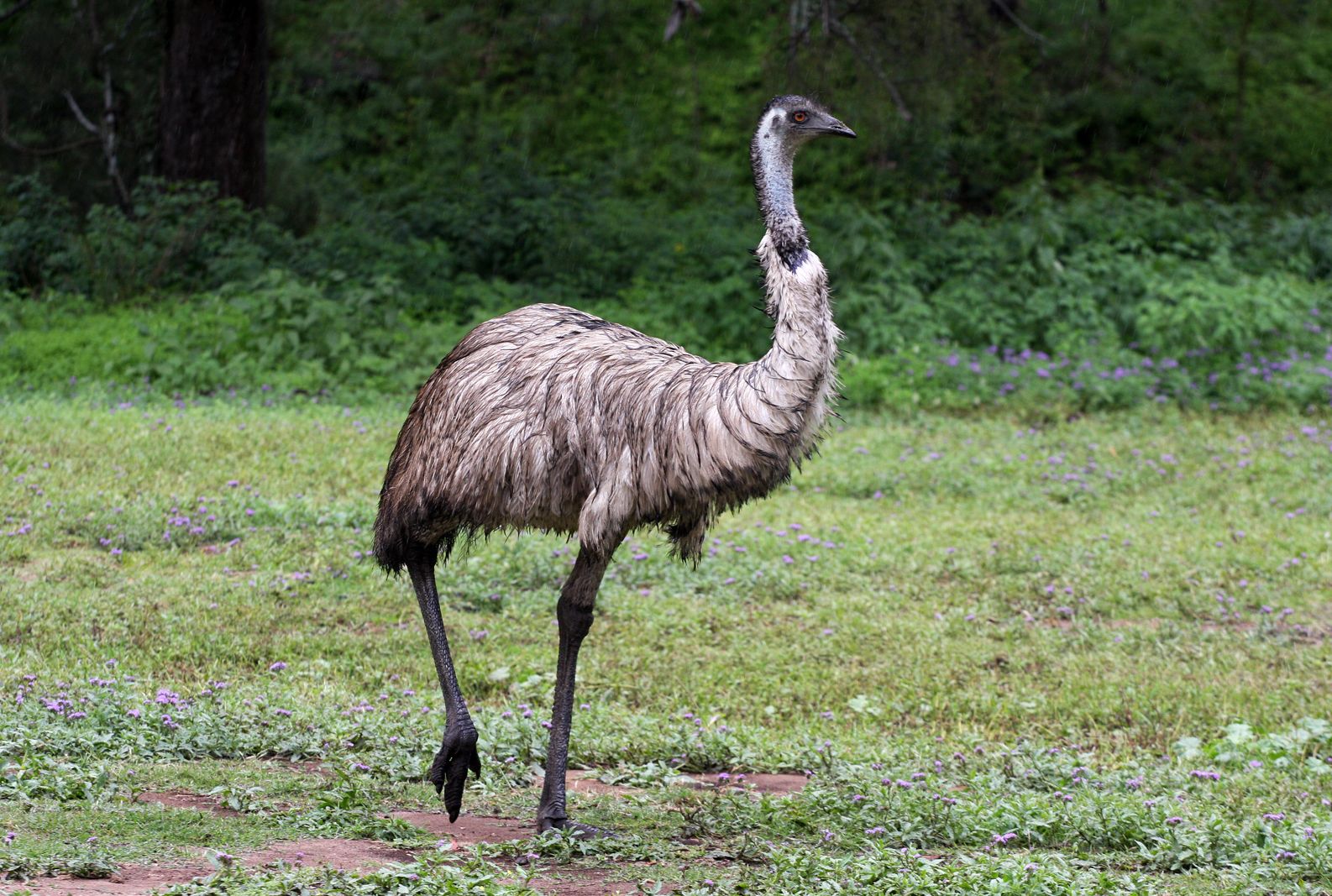 Enumerate Mod viljen bede Australia Hotel Bans Emus | Mental Floss