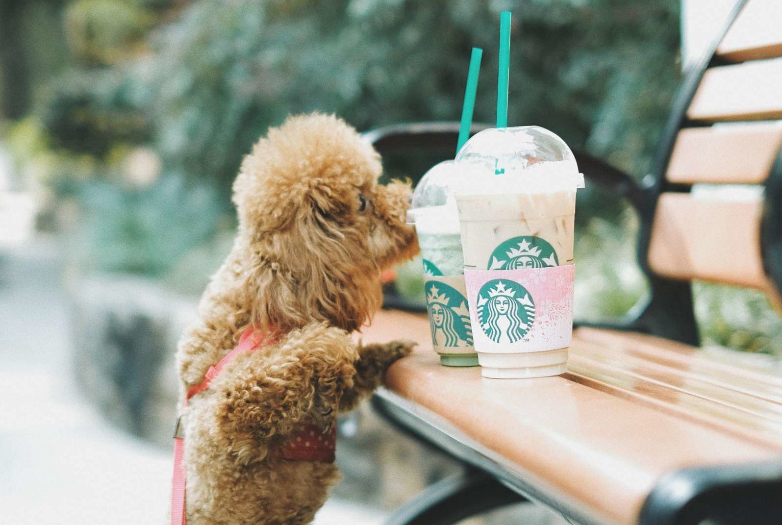 starbucks dog cup