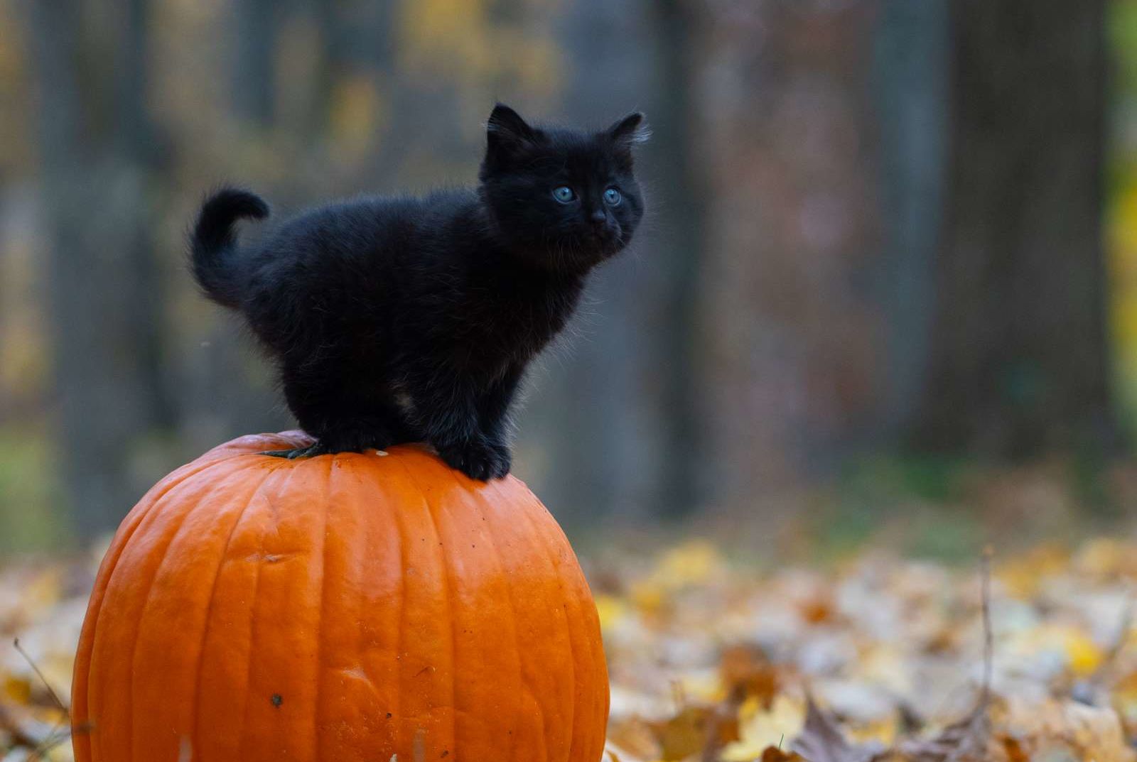 Sleeping Witch Halloween Ghost Cat Pumpkin Art print