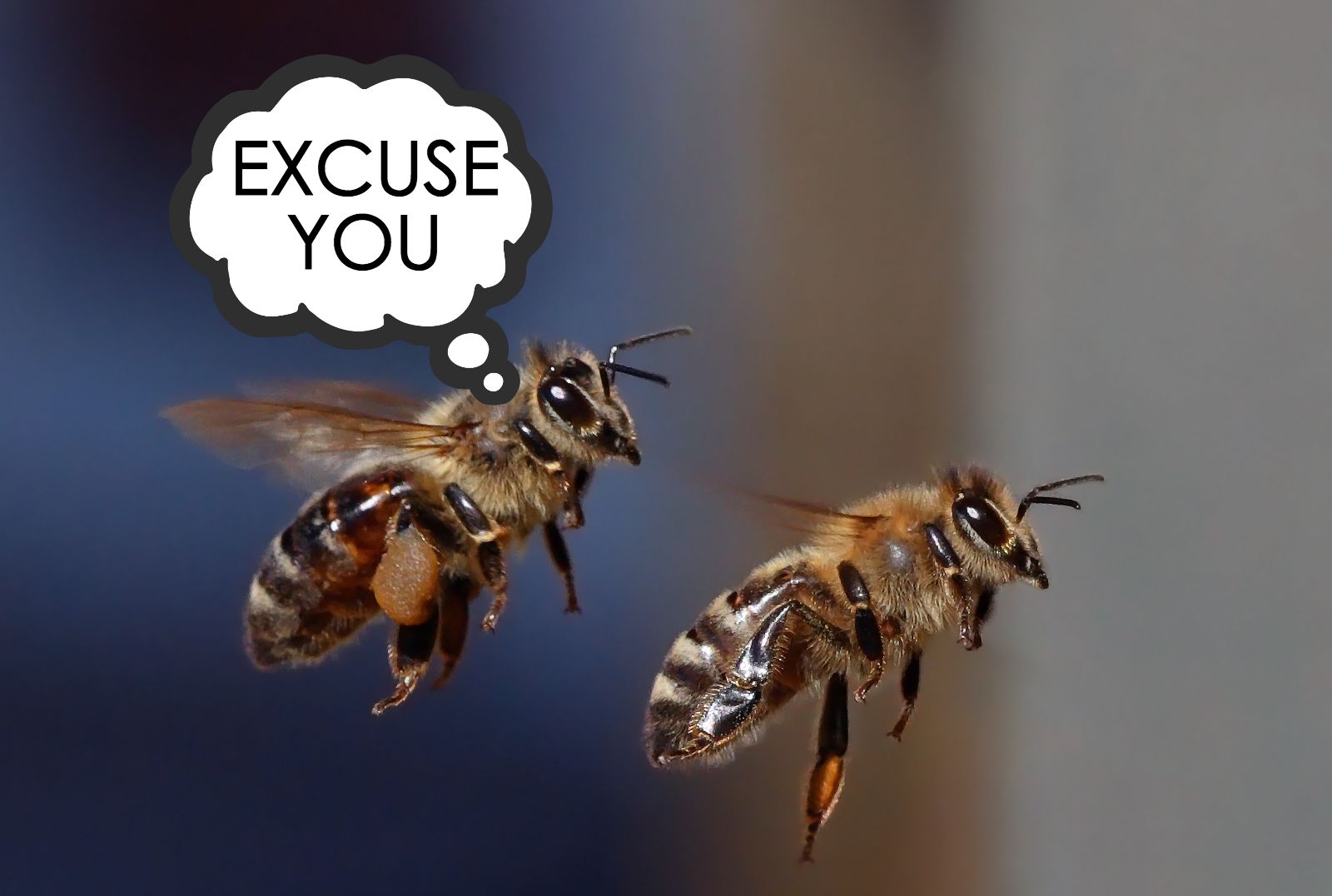 animal communication Trivia, Quizzes, and Brain Teasers Mental Floss