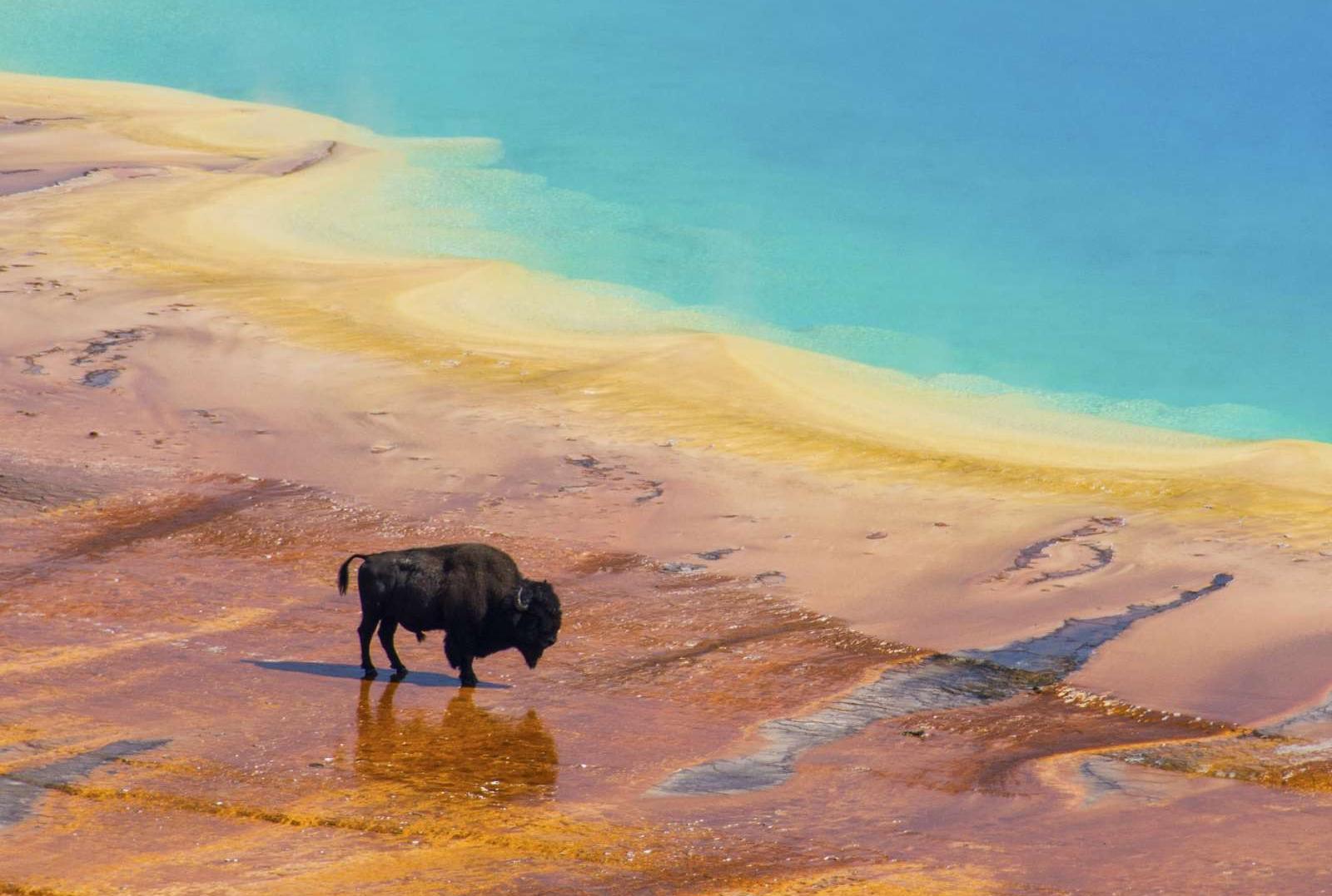 15 Facts You Might Not Know About Yellowstone National Park - Vimarsana News