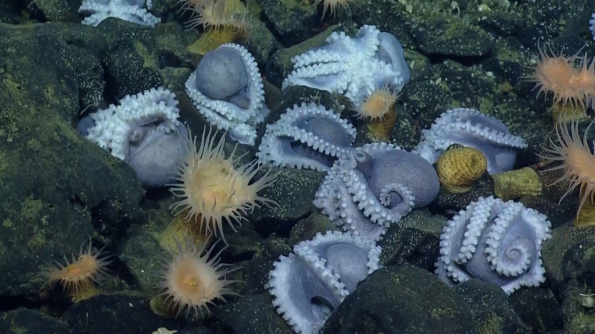 Researchers Just Discovered the Largest Cluster of DeepSea Octopuses