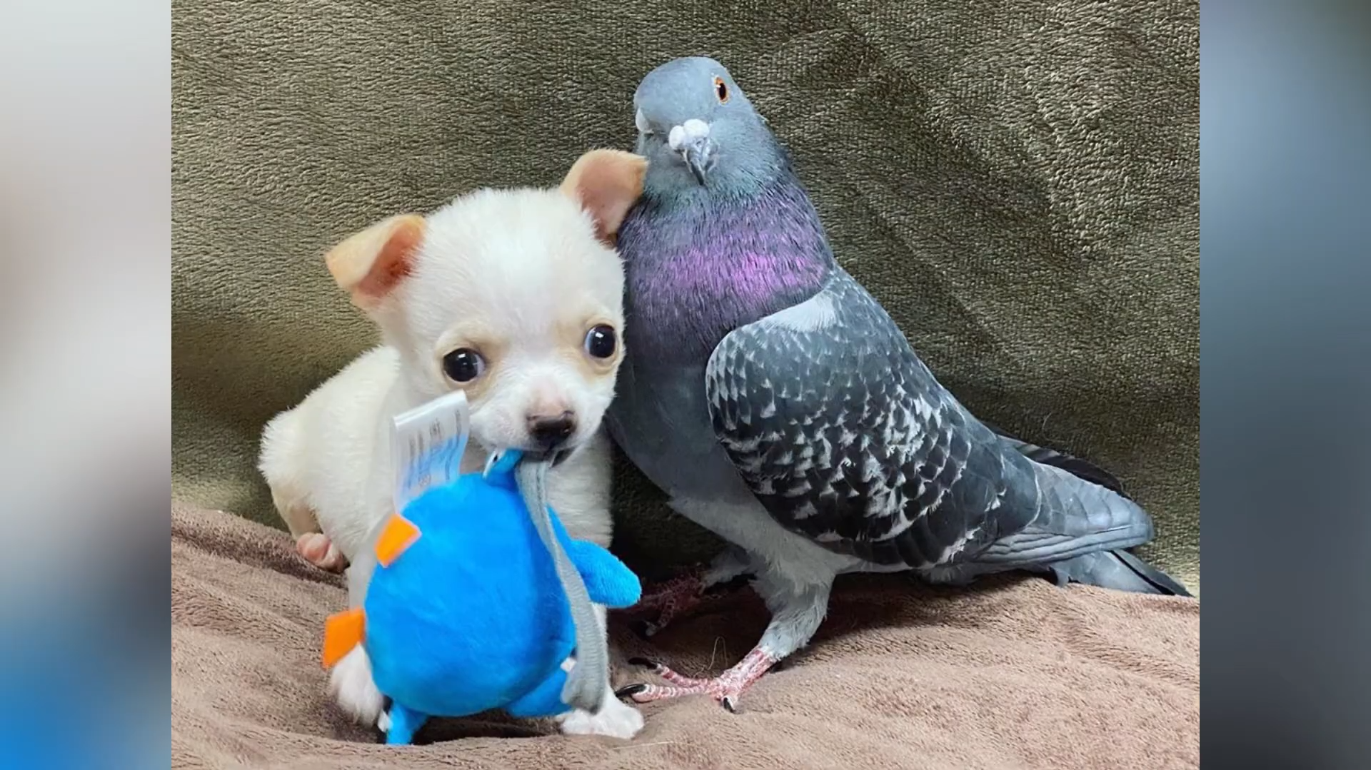 Chihuahua And Pigeon Animal Shelter Friendship Mental Floss Chihuahua And Pigeon Animal Shelter Friendship Mental Floss