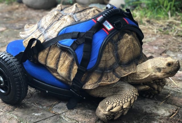 George Bailey and his custom wheelchair.