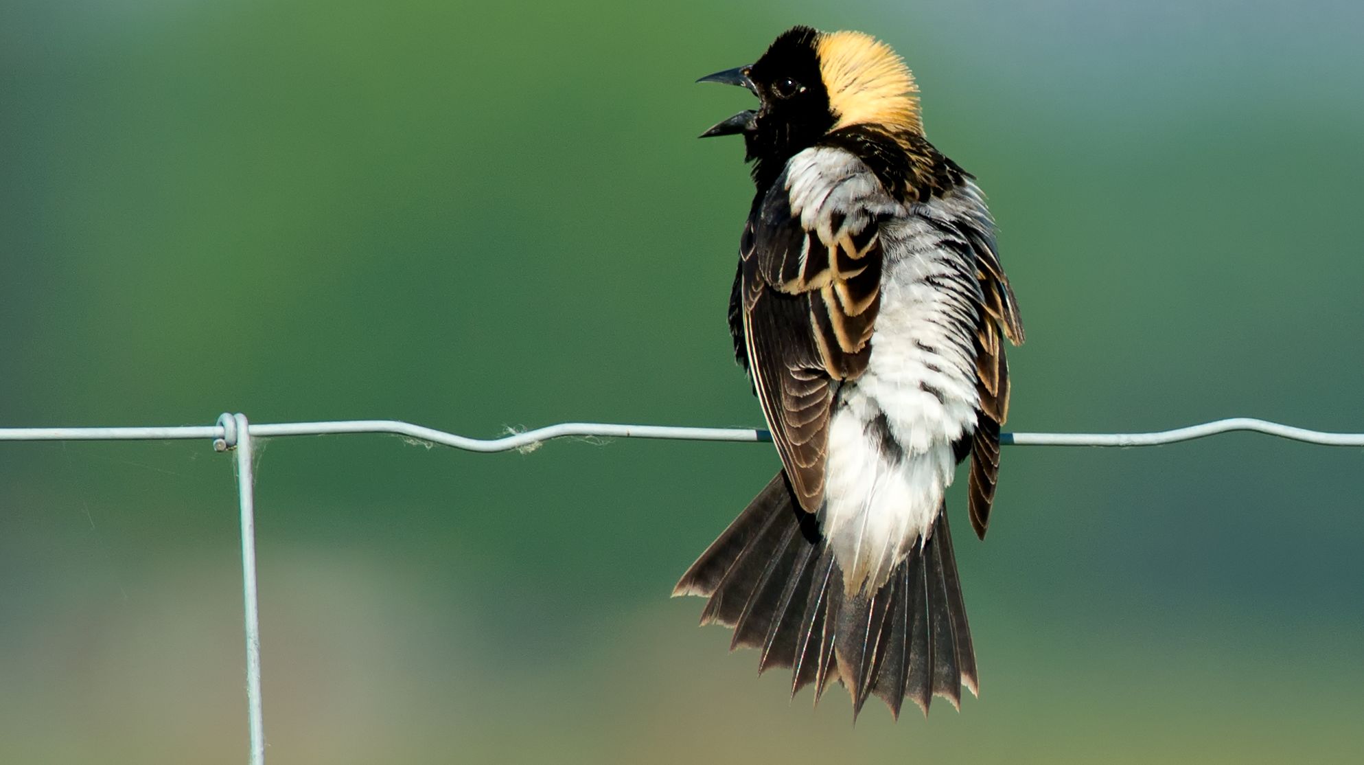 Animals Named After The Noises They Make Mental Floss