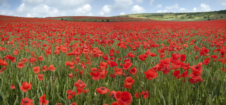 A field of coquelicot poppies