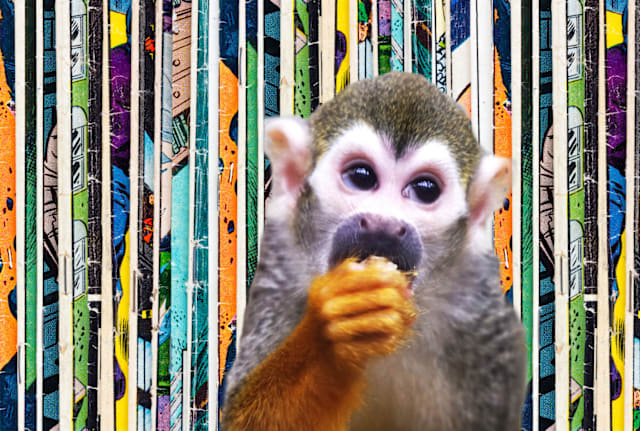 deberarr/iStock via Getty Images (Background); kata716/iStock via Getty Images (Monkey). Photo collage courtesy of Ken Ossea, Jr.