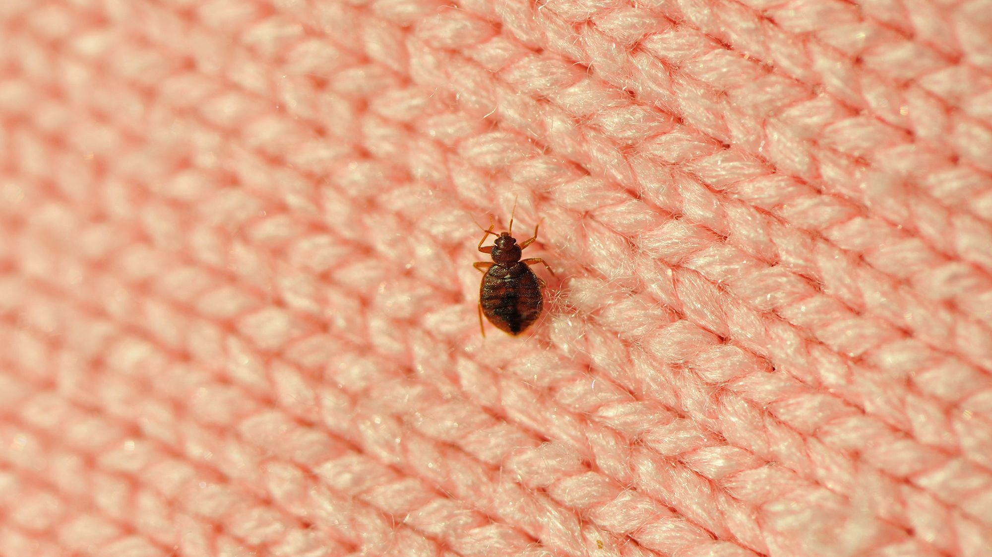 Bedbugs How To Get Rid Of Bedbugs Bed Bugs Bed Bug Remedies