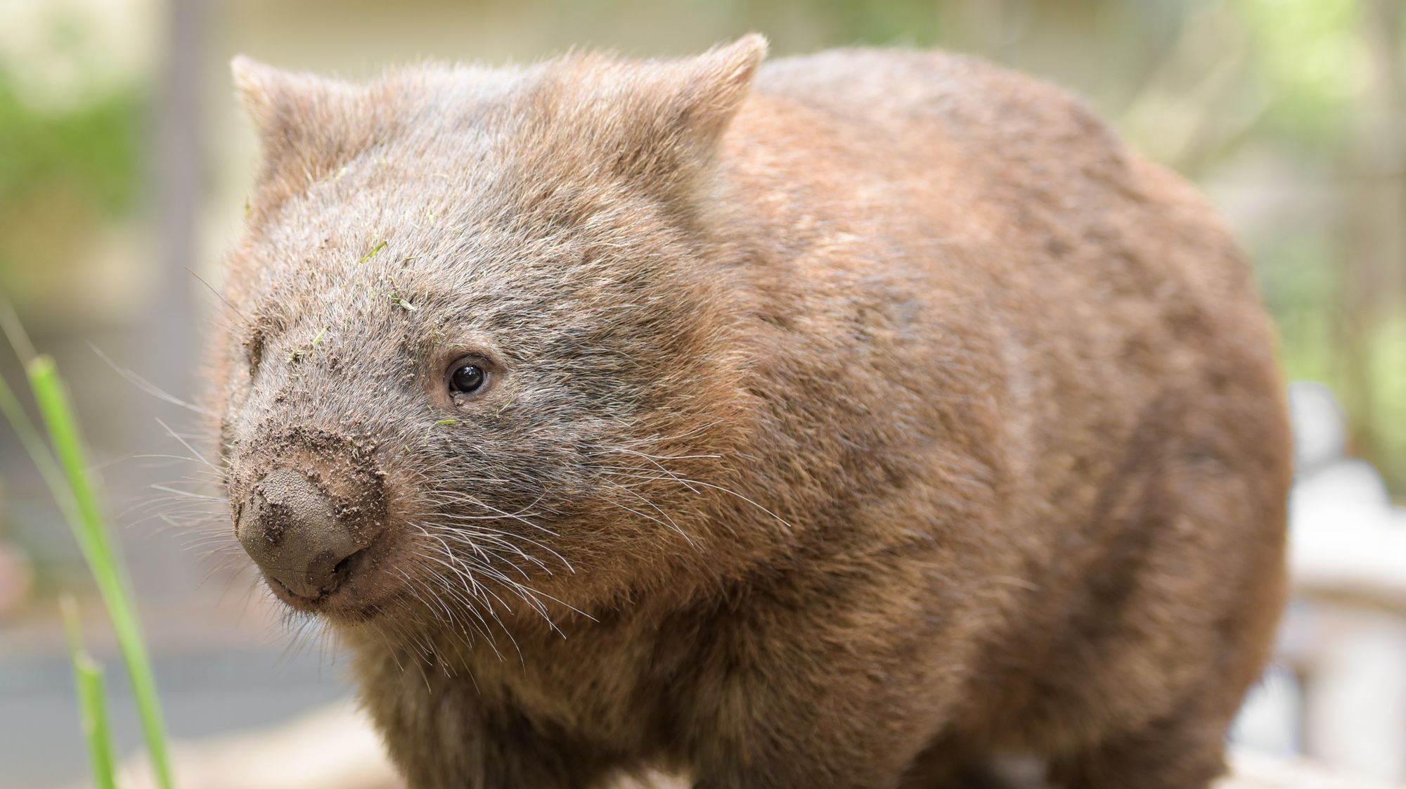 Which of These Animal Poop Facts Are Real and Which Are Total Crap
