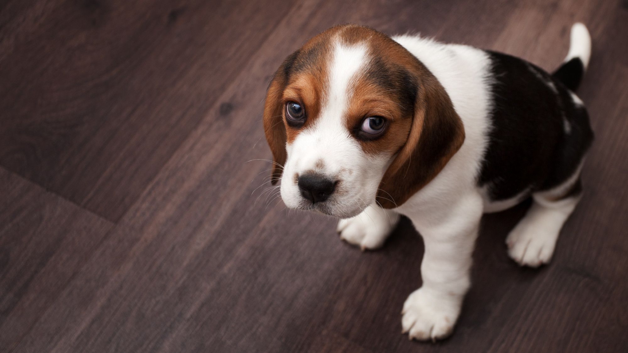 The Reason Your Dog Stares at You Mental Floss