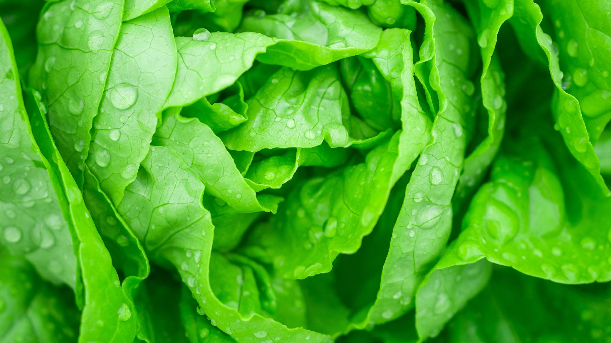 A Simple Trick for Keeping Lettuce Fresh Mental Floss