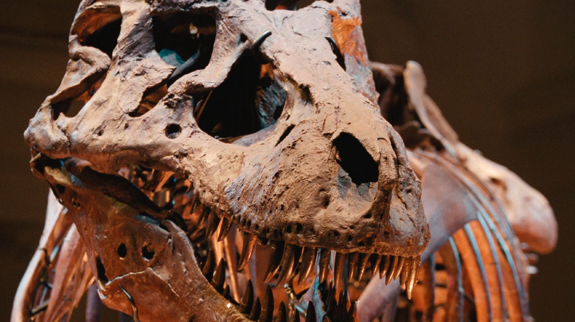 sue dinosaur fossil