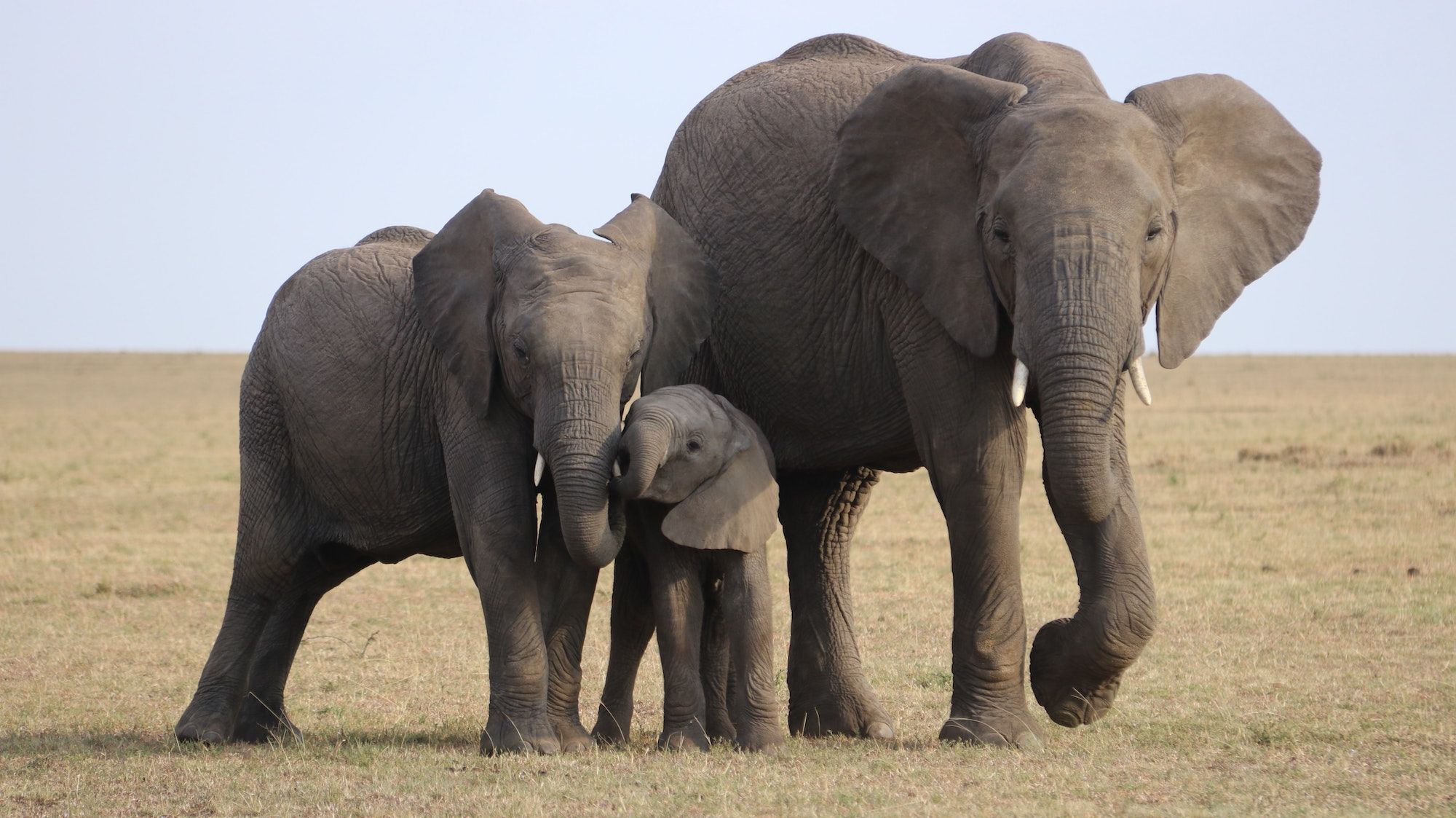 Facts About Elephants | Mental Floss