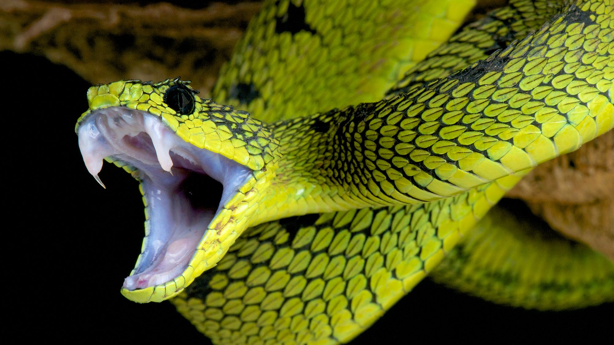 What's the Difference Between Venom and Poison? | Mental Floss