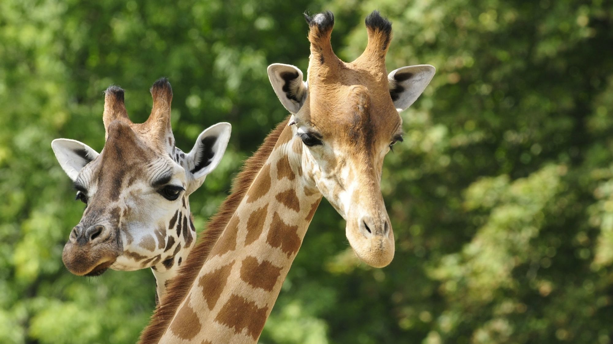 Giraffes Might Be Declared an Endangered Species Mental Floss