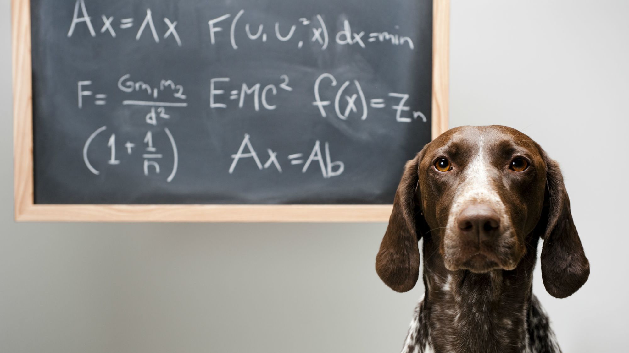 calculus math dog