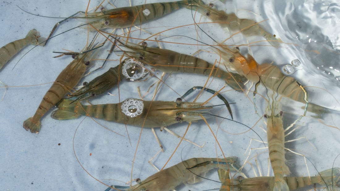 Shrimp In Rural England Have A Cocaine Problem Mental Floss