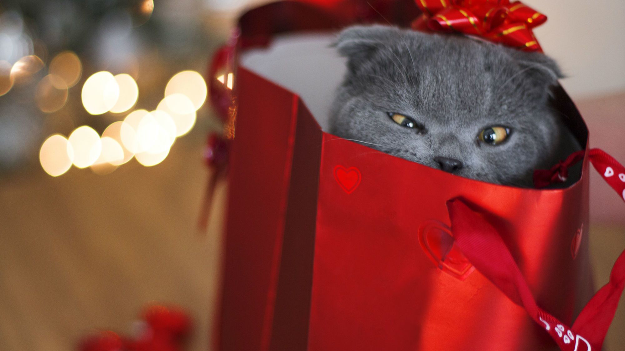 Names For People Who Love Cats Names For People Who Love Cats