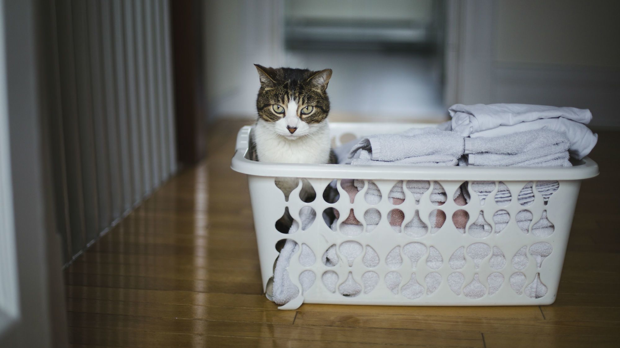 The Reason Why Dryer Sheets Are Toxic to Cats and Dogs Mental Floss