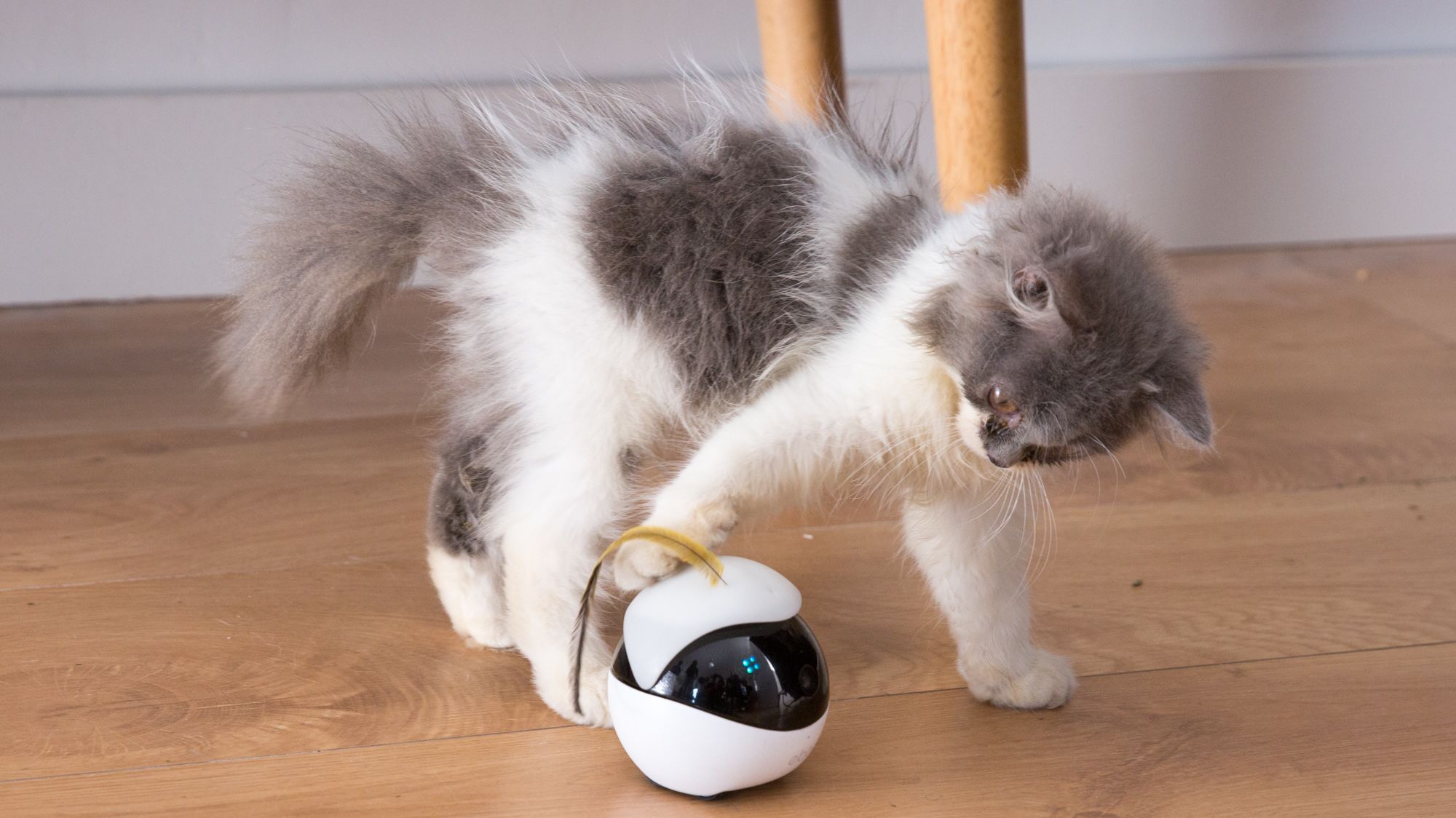 cat pal robot