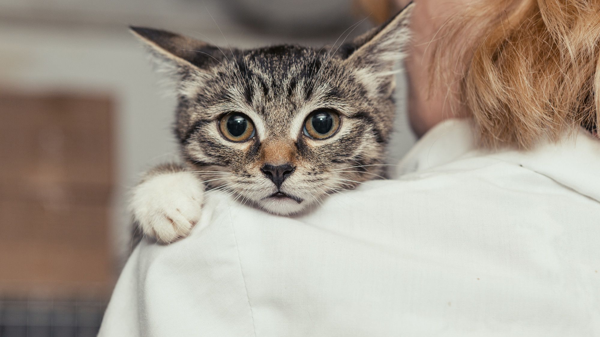 Why Cats Choose to Shove Their Butts in Your Face, Primarily based on an Animal Conduct Expert Why Cats Choose to Shove Their Butts in Your Face, Primarily based on an Animal Conduct Expert