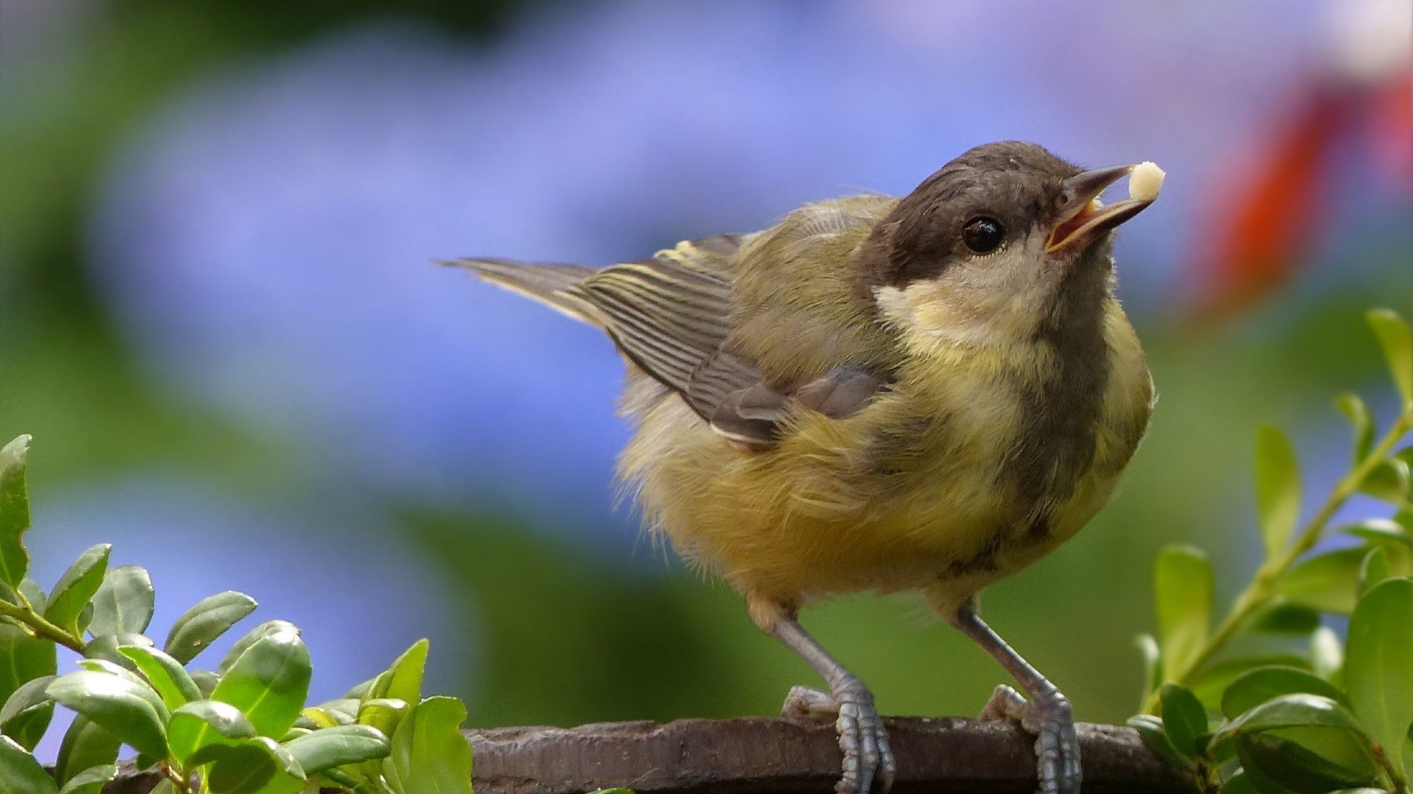 Watch Birds As They Snatch Food in Slow Motion | Mental Floss
