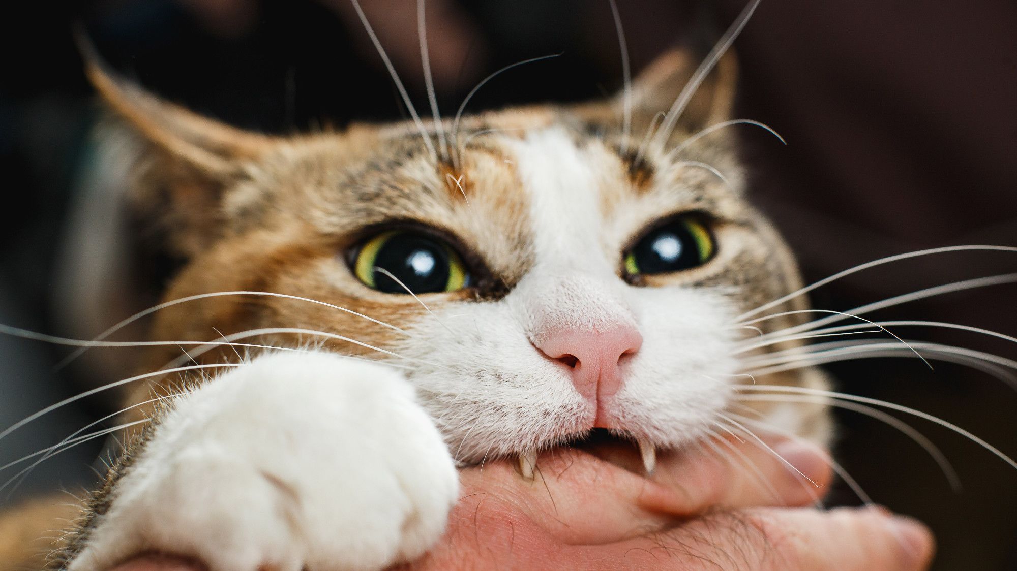 11 Ways to Defend Yourself Against a Cat Mental Floss