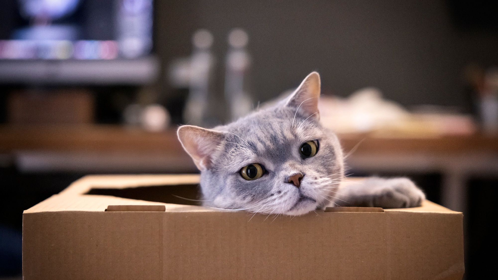 A los gatos incluso les encantan las cajas imaginarias A los gatos incluso les encantan las cajas imaginarias